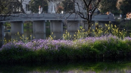 杭州：油菜花开春意浓