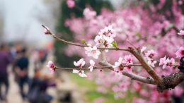 西安：桃花灼灼斗春芳