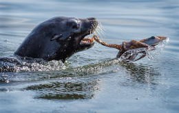 饥饿海豹与英勇章鱼上演“生存之战”