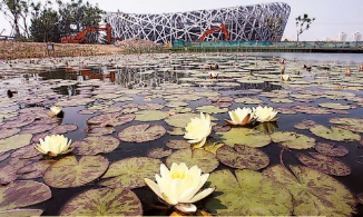 莲映“鸟巢” 人工湖水生植物长势良好[组图]