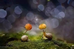 下雨了 小动物们在哪里躲雨