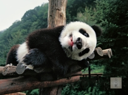 在四川大熊猫栖息地 国宝们是这样卖萌的