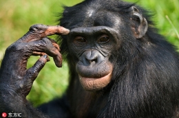 摄影师拍摄黑猩猩生活照扮沉思者令人捧腹