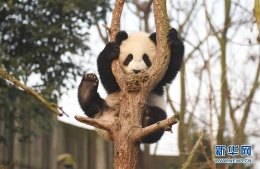 大熊猫这一年的“网红”生活