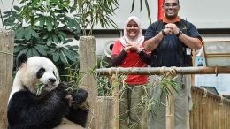 全球大熊猫拜大年 啃竹子摔跤玩球卖萌迎新年