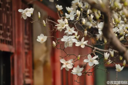 物候志 玉兰花满枝