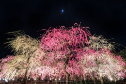 赏樱花未开 一棵最美的梅花占据了日本全部的头条
