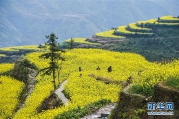 艺术摄影：大美高山梯田油菜花