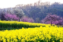 安徽寿县：春暖花开引游客