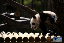 马德里动物园的大熊猫“竹莉娜”首次与观众正式见面