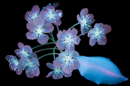 原来发光植物看起来这么梦幻