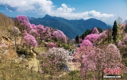 四川辛夷花绽放唯美景色惹人醉