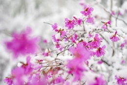 立夏时节雪景如画