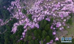 神农架高山杜鹃盛开