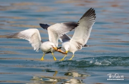 海上捕食