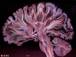 艺术家手绘脑神经呈现视觉盛宴