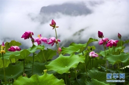 夏雨荷露凝香，灼灼荷花瑞