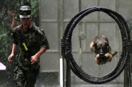 国际禁毒日 探营驻守深港缉毒一线的神犬奇兵