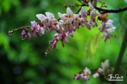 雨露细润花开好