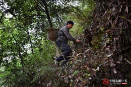 乡村医生崖壁采仙草 曾多次摔下捡回性命