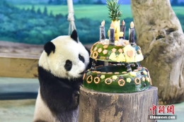 大熊猫圆仔在台北度过4岁生日
