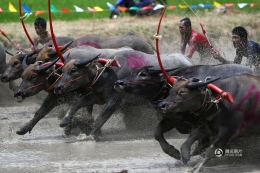 泰国水牛竞赛上演泥地“速度与激情”