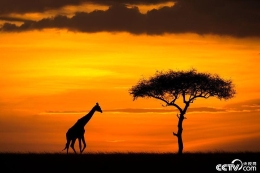 肯尼亚野生动物园重现电影场景