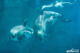 新生海豚宝宝紧贴“妈妈”学游泳