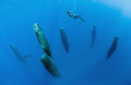 摄影师捕捉抹香鲸群竖立打盹画面