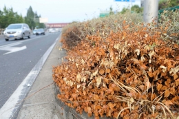 南方多地持续高温植物被烤焦