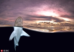 以水面为透镜，拍摄鲨鱼的唯美照