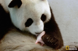 动物母亲哺乳的甜蜜时刻