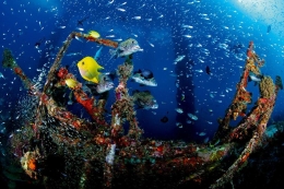 可观赏的人工鱼礁
