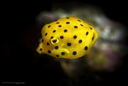 海洋里萌到逆天的生物