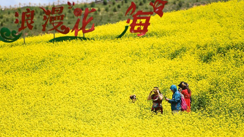 高原花开迎客来