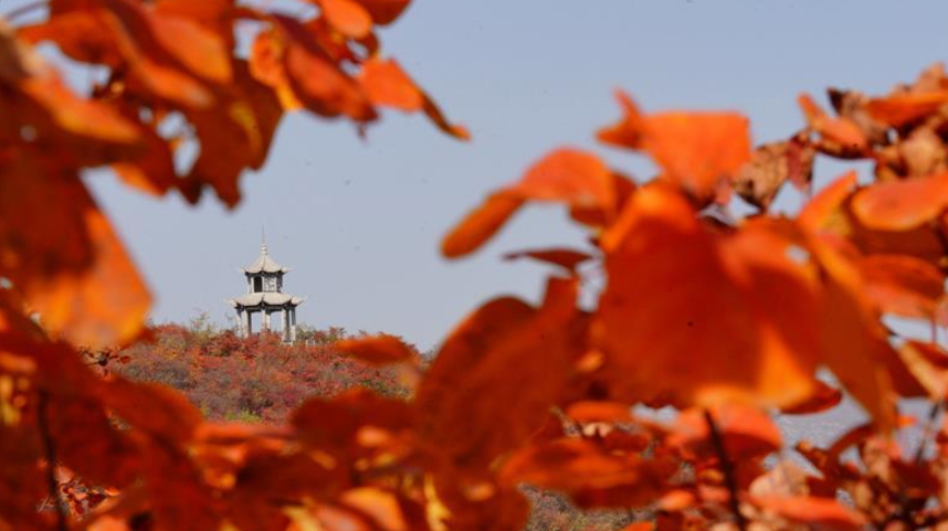 河北沙河：红叶染太行