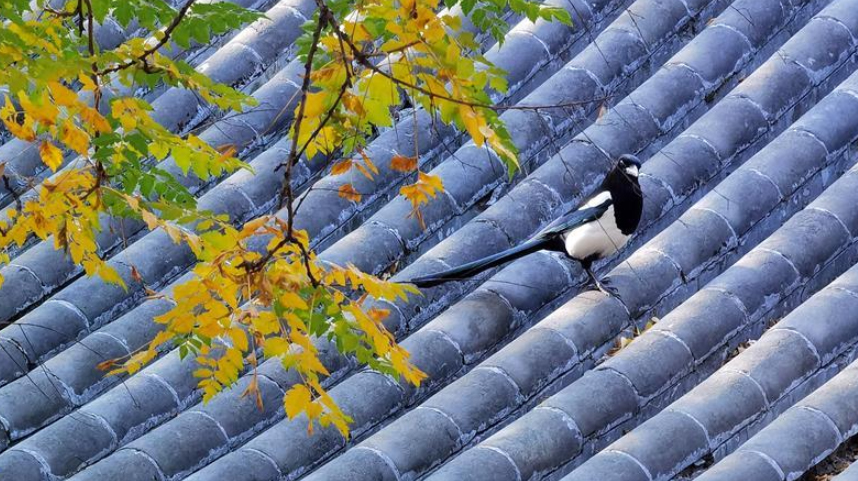 圆明园秋景醉游人