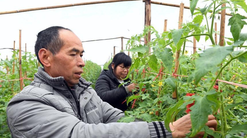 福建顺昌：保险巩固脱贫攻坚成果