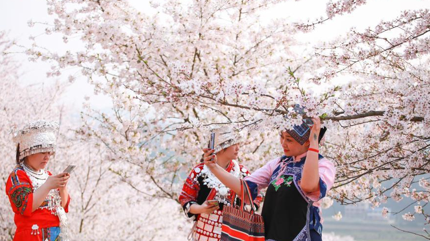 贵州安顺：樱花美景促振兴