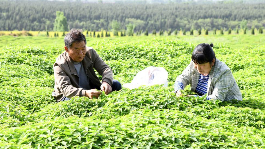 河南济源：冬凌草种植助农增收