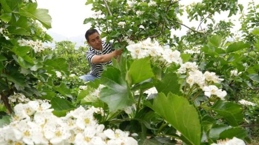 河北抚宁：山楂花香飘燕山