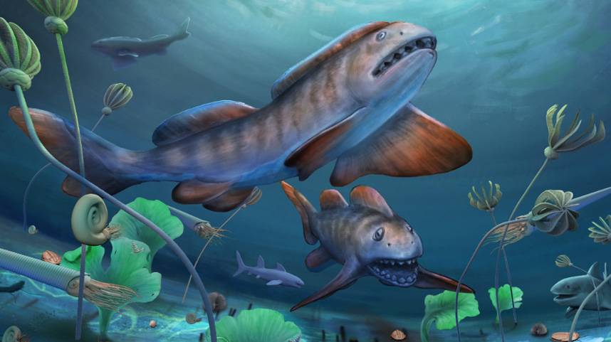 我国首次发现2.9亿年前瓣齿鲨化石