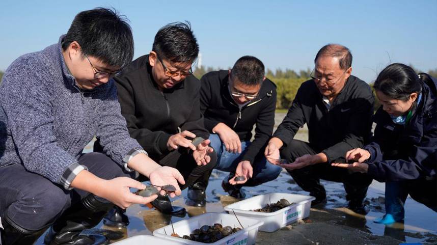 广西北海举行中国鲎增殖放流活动 