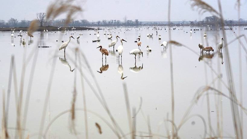 鄱阳湖畔的“候鸟食堂”