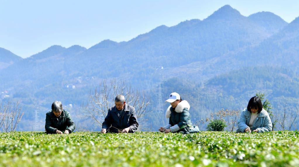 春茶开采春意暖