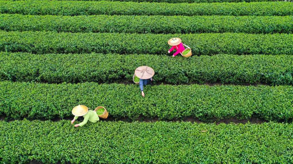 采摘明前茶