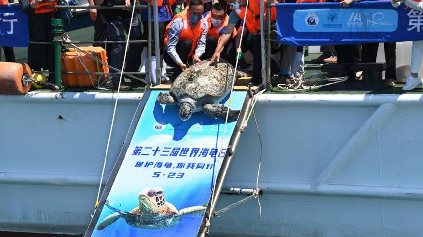 世界海龟日：保护海龟 你我同行