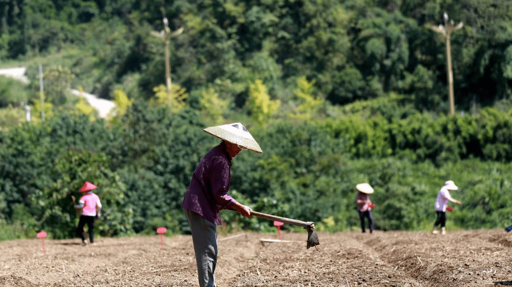 乡村秋忙