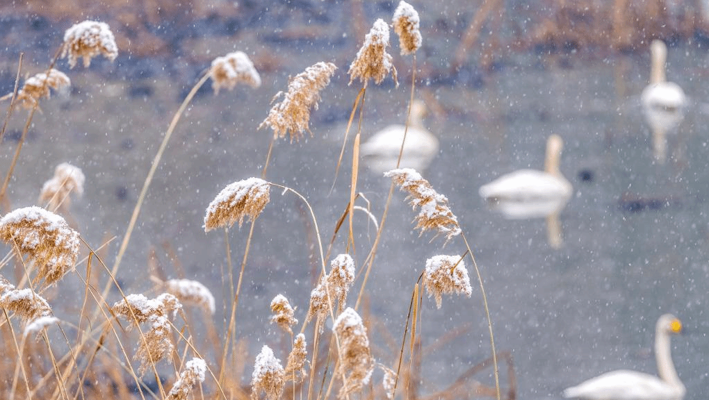 河南三门峡：雪后天鹅湖