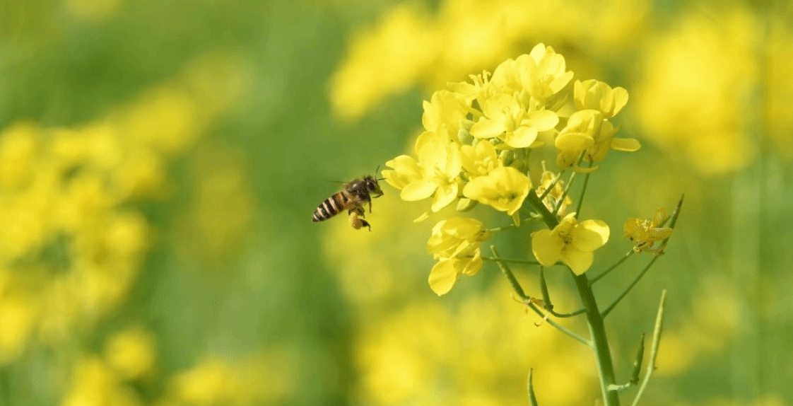 油菜花开迎春来